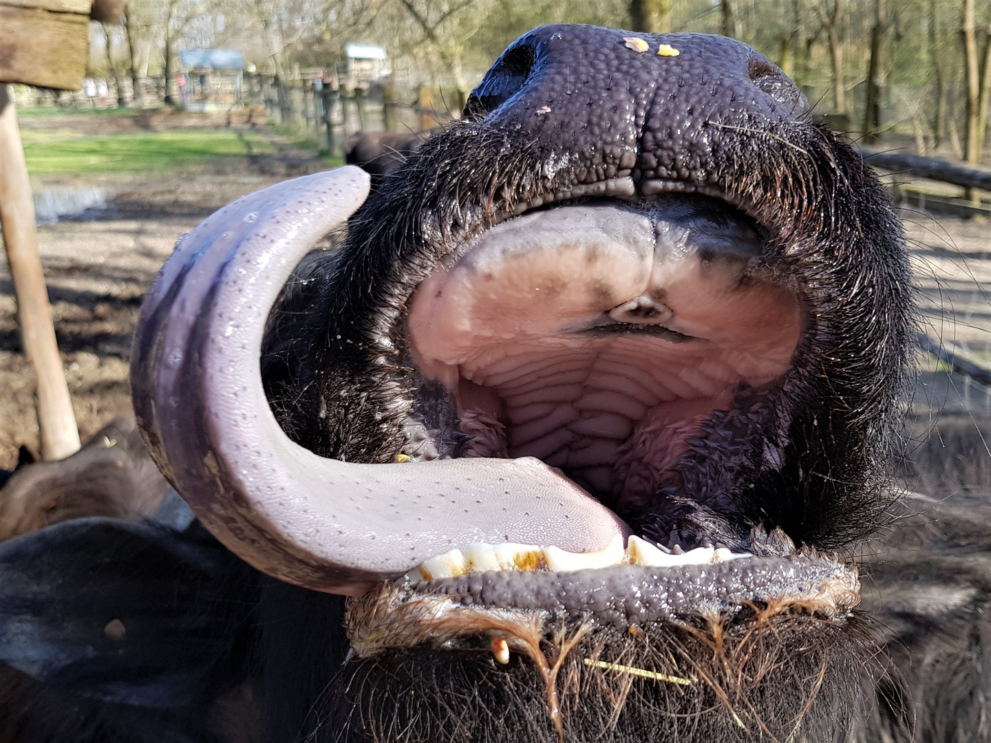 Muhkuh 4 ... Mund auf Mais rein