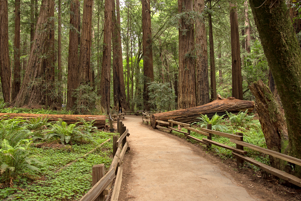 Muir Woods