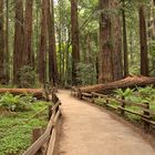 Muir Woods