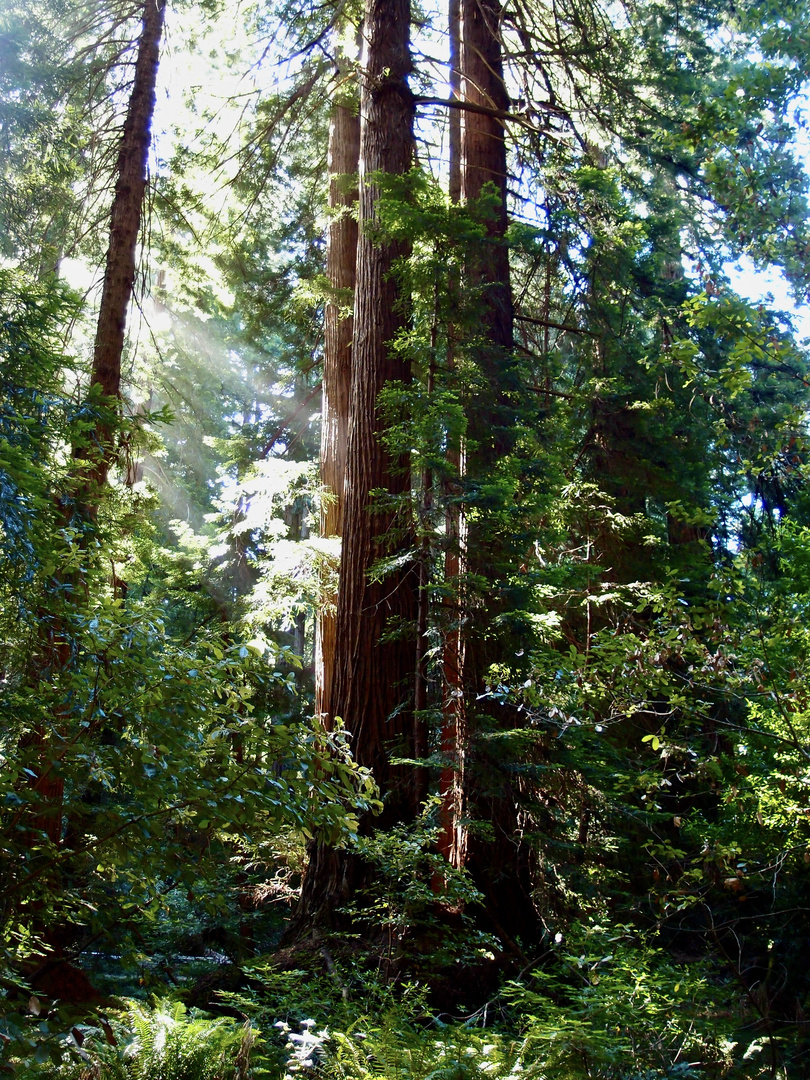 Muir-Woods Küstenmammutbäume in der Nähe von San Francisco