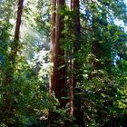 Muir-Woods Küstenmammutbäume in der Nähe von San Francisco