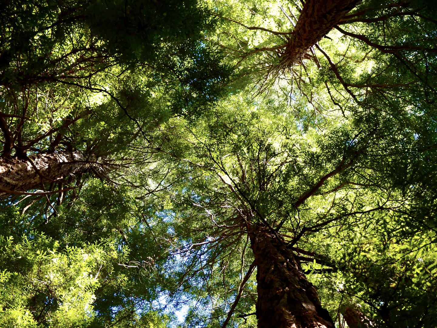 Muir-Woods Küstenmammutbäume in der Nähe von San Francisco