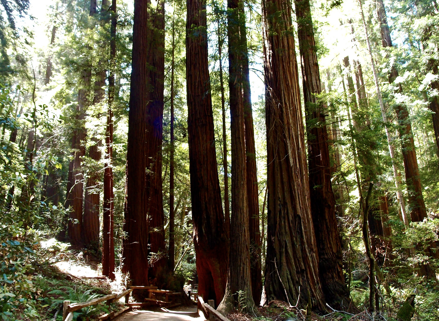 Muir-Woods Küstenmammutbäume in der Nähe von San Francisco