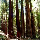 Muir-Woods Küstenmammutbäume in der Nähe von San Francisco