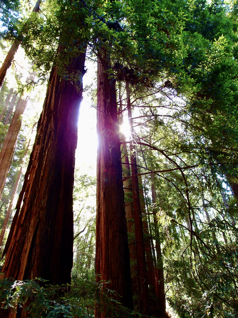 Muir-Woods Küstenmammutbäume in der Nähe von San Francisco