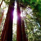 Muir-Woods Küstenmammutbäume in der Nähe von San Francisco