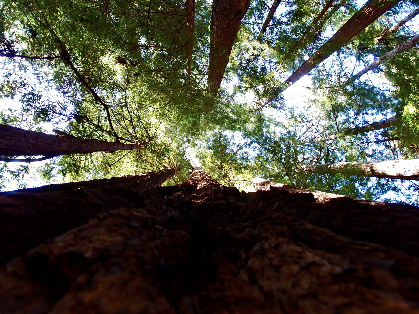 Muir-Woods Küstenmammutbäume in der Nähe von San Francisco