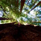 Muir-Woods Küstenmammutbäume in der Nähe von San Francisco