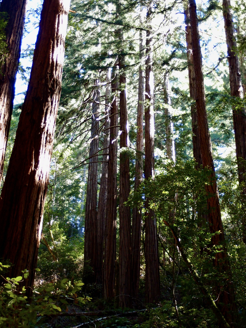 Muir-Woods Küstenmammutbäume in der Nähe von San Francisco