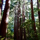 Muir-Woods Küstenmammutbäume in der Nähe von San Francisco