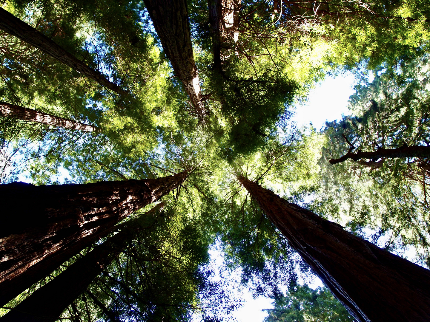 Muir-Woods Küstenmammutbäume in der Nähe von San Francisco