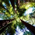 Muir-Woods Küstenmammutbäume in der Nähe von San Francisco