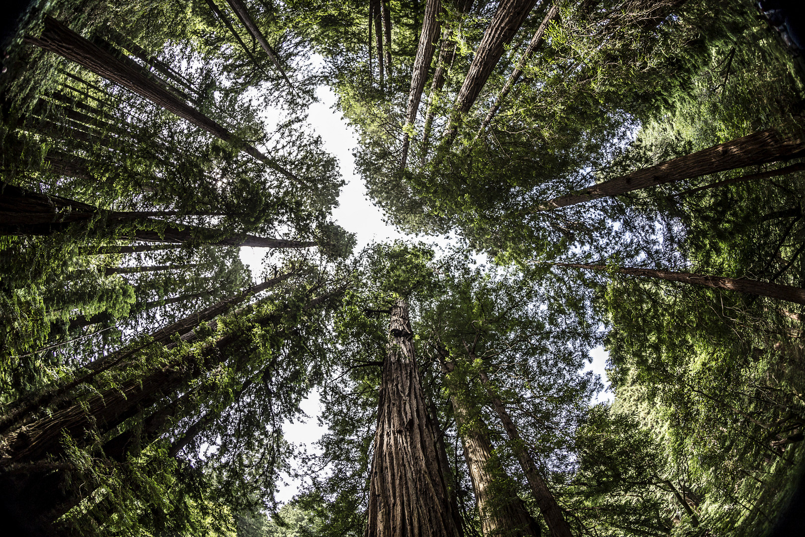Muir Woods - Redwoods