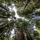 Muir Woods - Redwoods