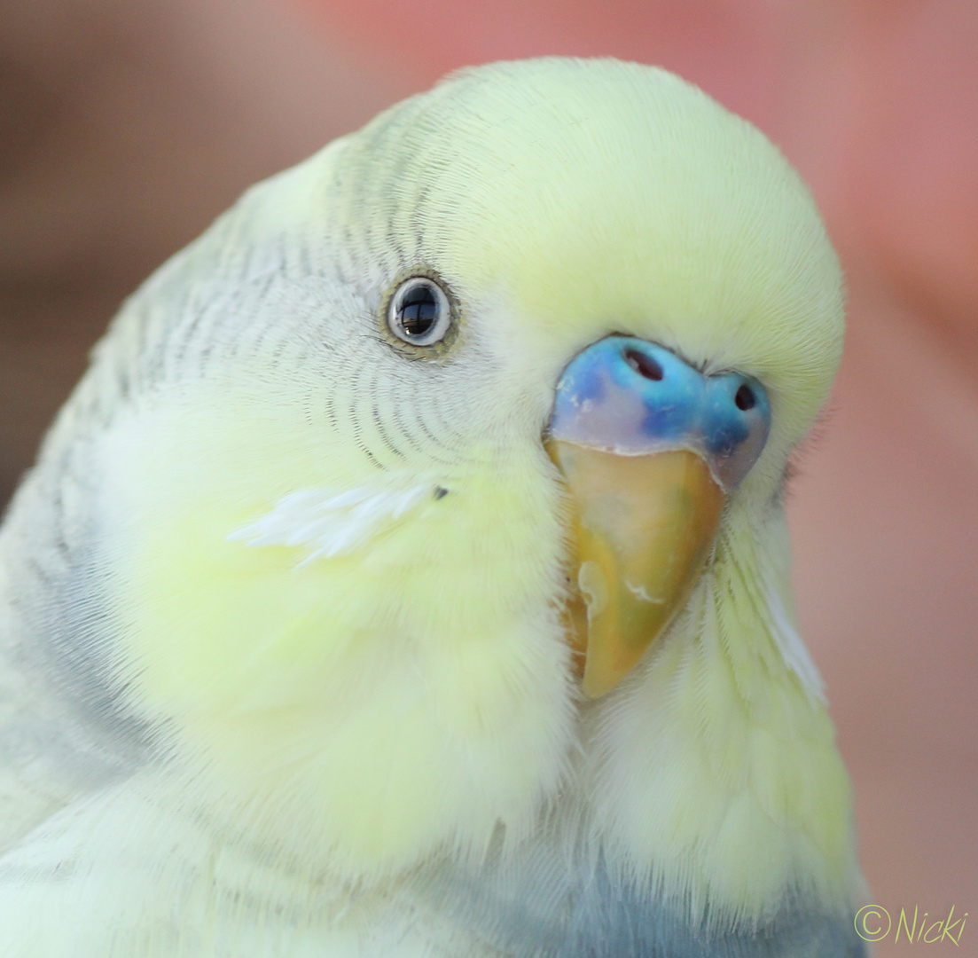 Muis...Lieblingsvogel meiner Freundin