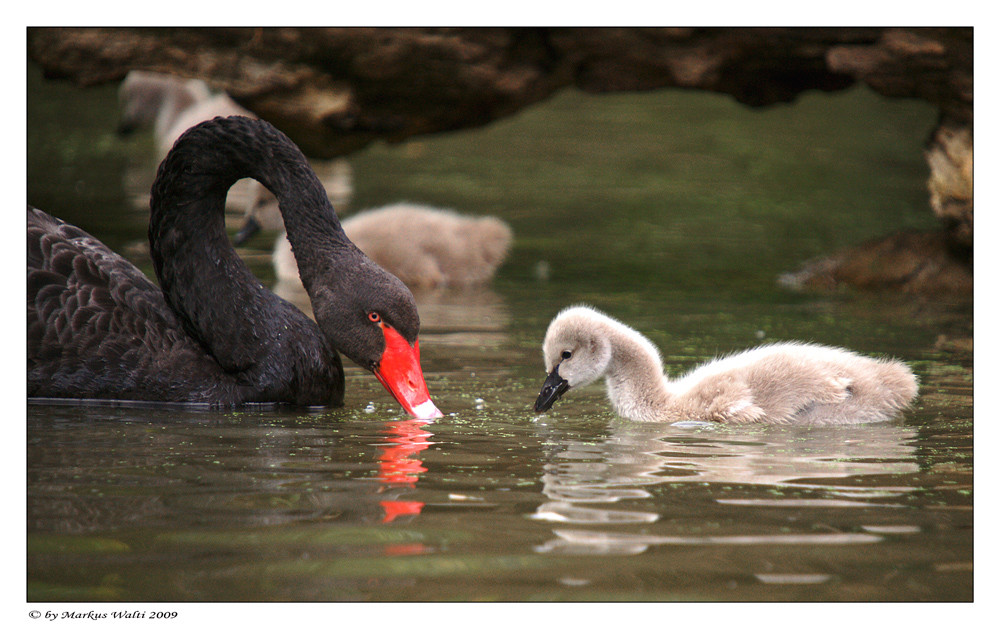 Muki im Teich