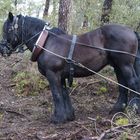 mulassier poitevin au travail