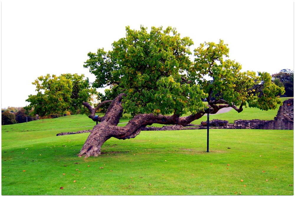 Mulberry Tree