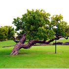 Mulberry Tree