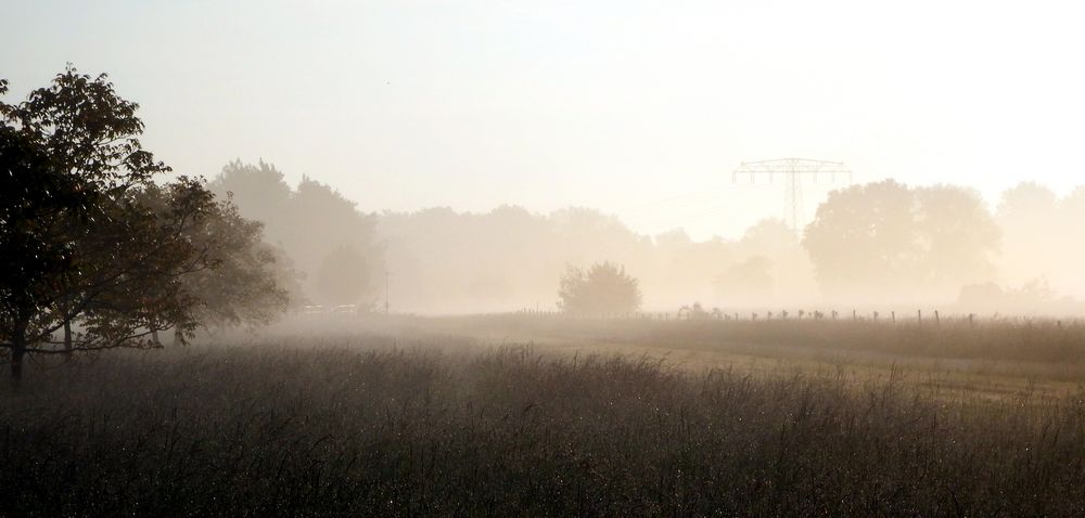 Muldeaue im Morgennnebel