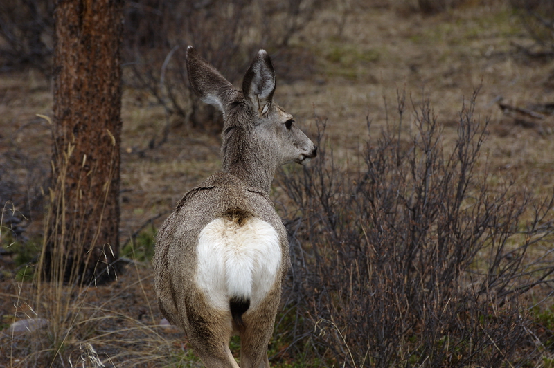 Mule Deer