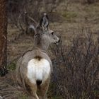 Mule Deer