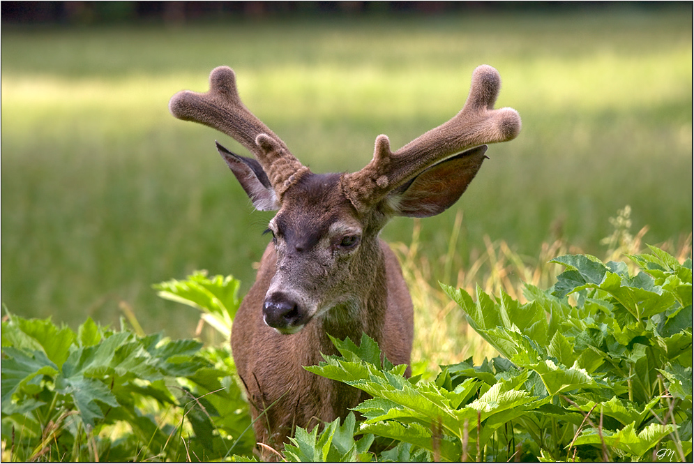 Mule Deer