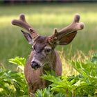 Mule Deer