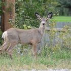 Mule Deer