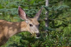 Mule Deer