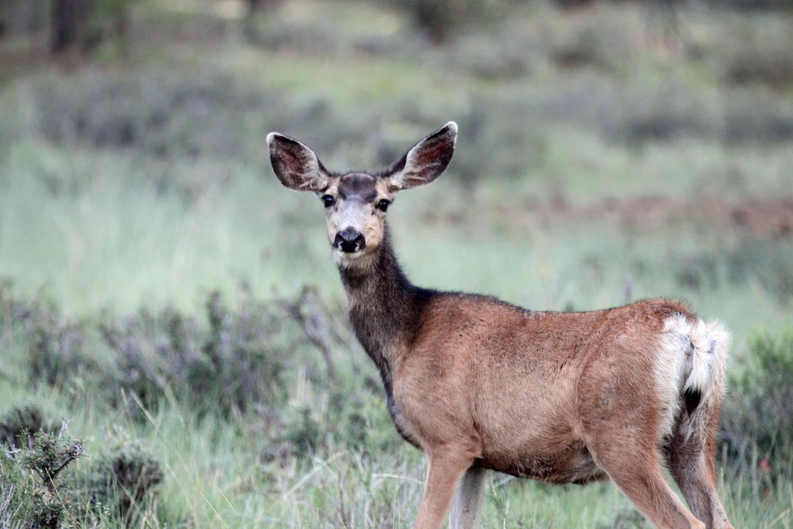 Mule Deer