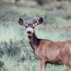 Mule Deer