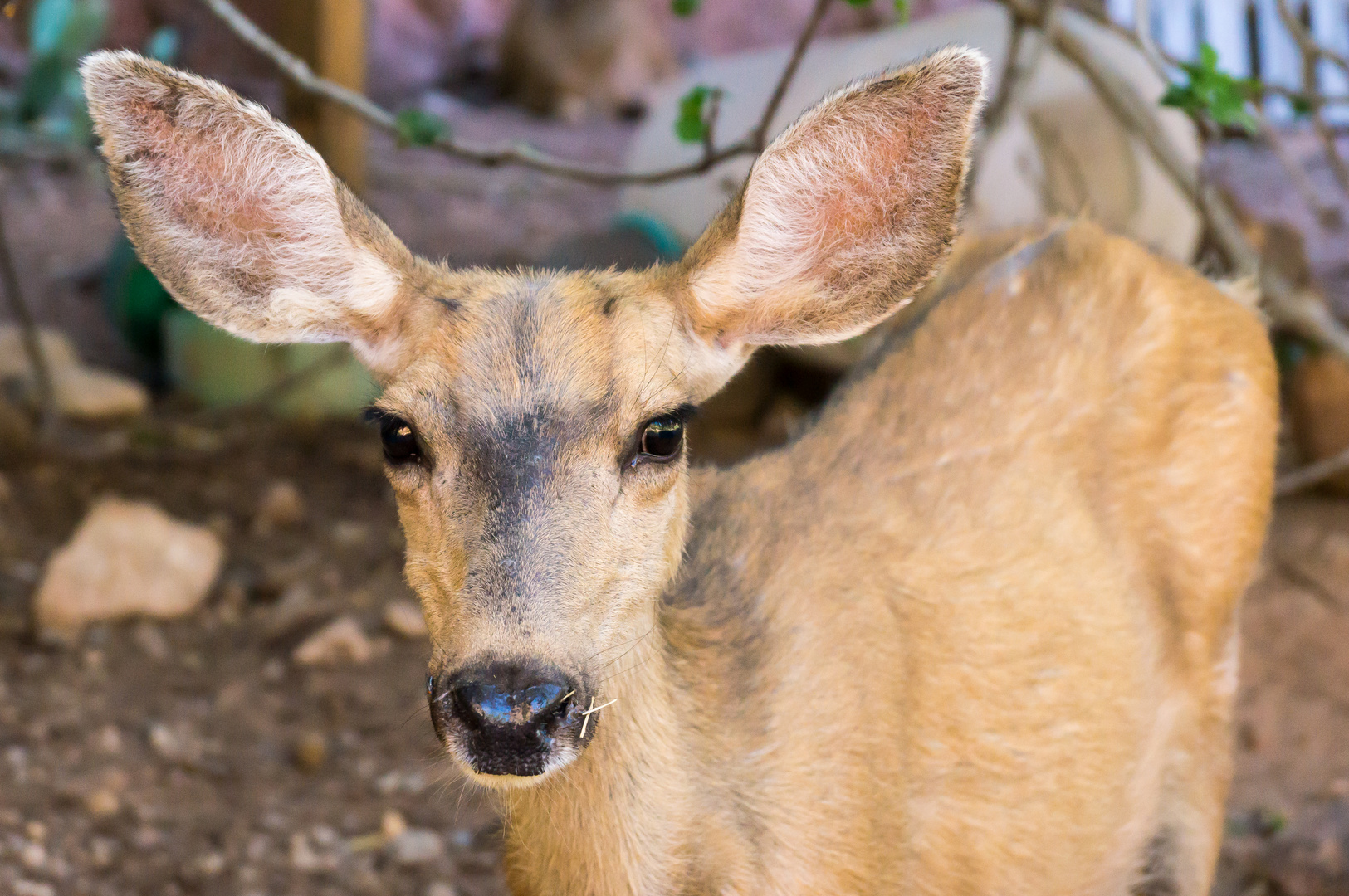 Mule Deer at Phantom Ranch