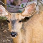 Mule Deer at Phantom Ranch