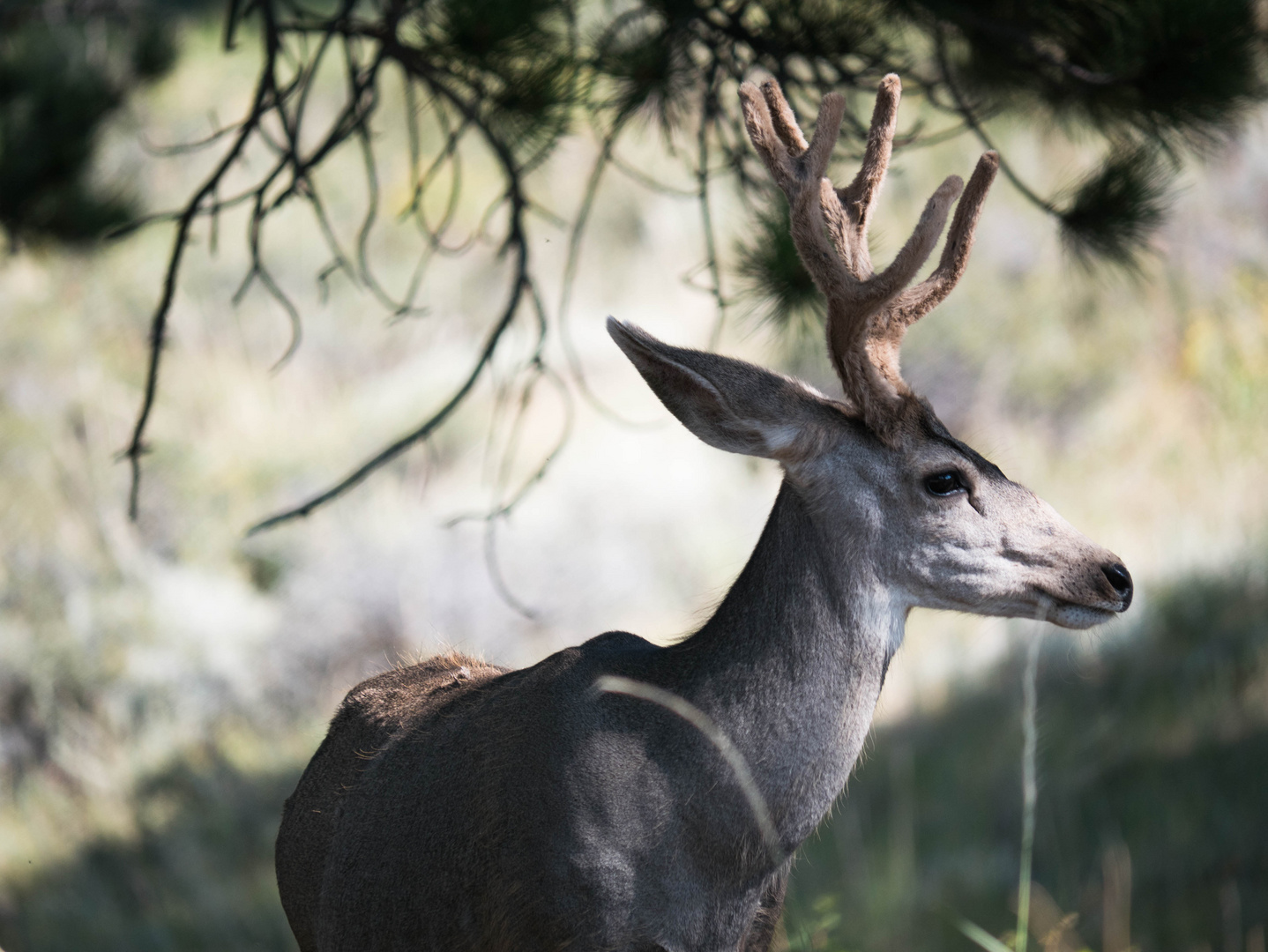 Mule Deer Bock im Rocky Mountain NP