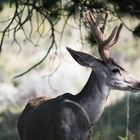 Mule Deer Bock im Rocky Mountain NP