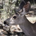 Mule deer-Portrait