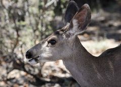 Mule deer-Portrait