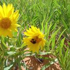 Mule Ear