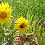 Mule Ear