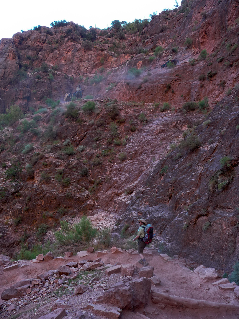 Mule Riders and Hikers