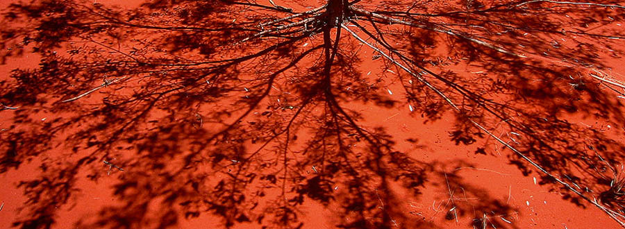 Mulga bush on f**** red sand