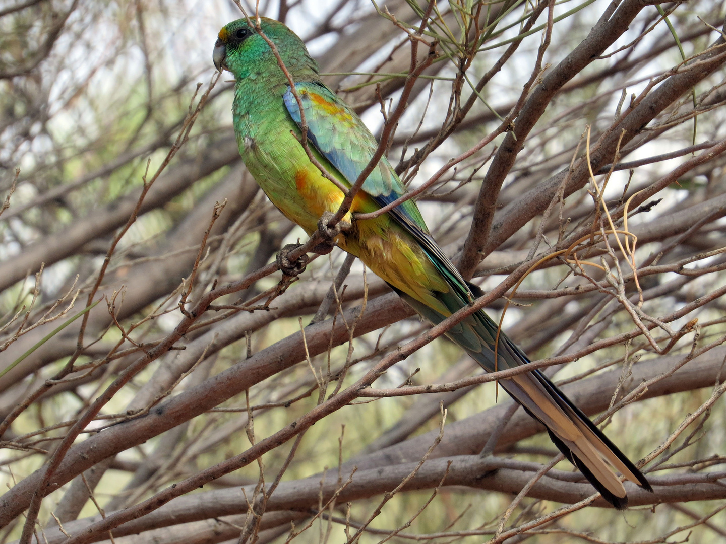 Mulga Parrot im Kings Canyon, Australien