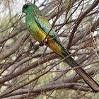 Mulga Parrot im Kings Canyon, Australien