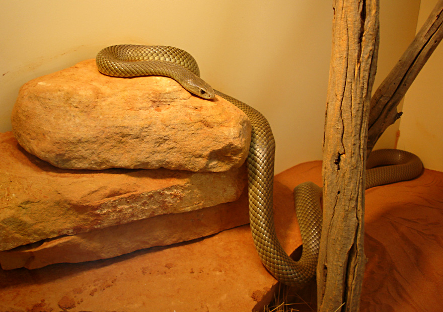 Mulga Snake