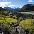 Mulinum Spinosum - Mount Fitz Roy Nationalpark - Argentinien