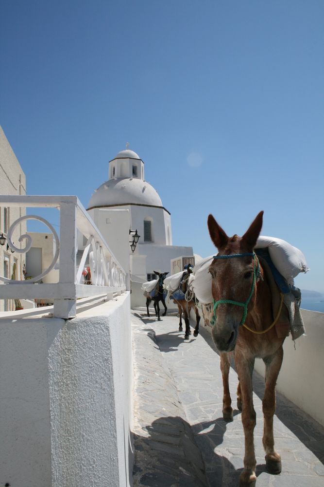 Mulis auf Santorini by Josef Mommertz 