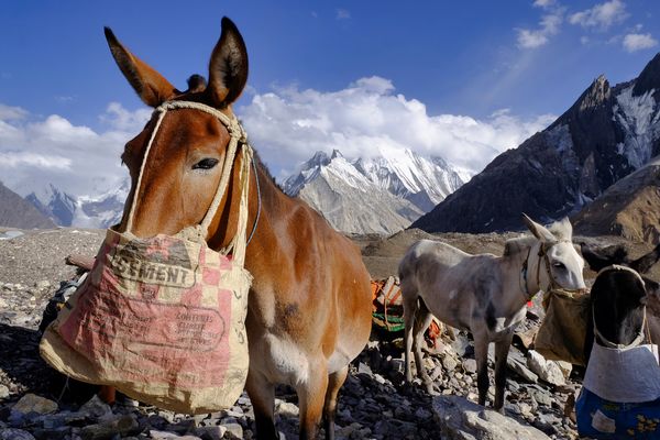 Mulis beim verdienten Mittagsmahl