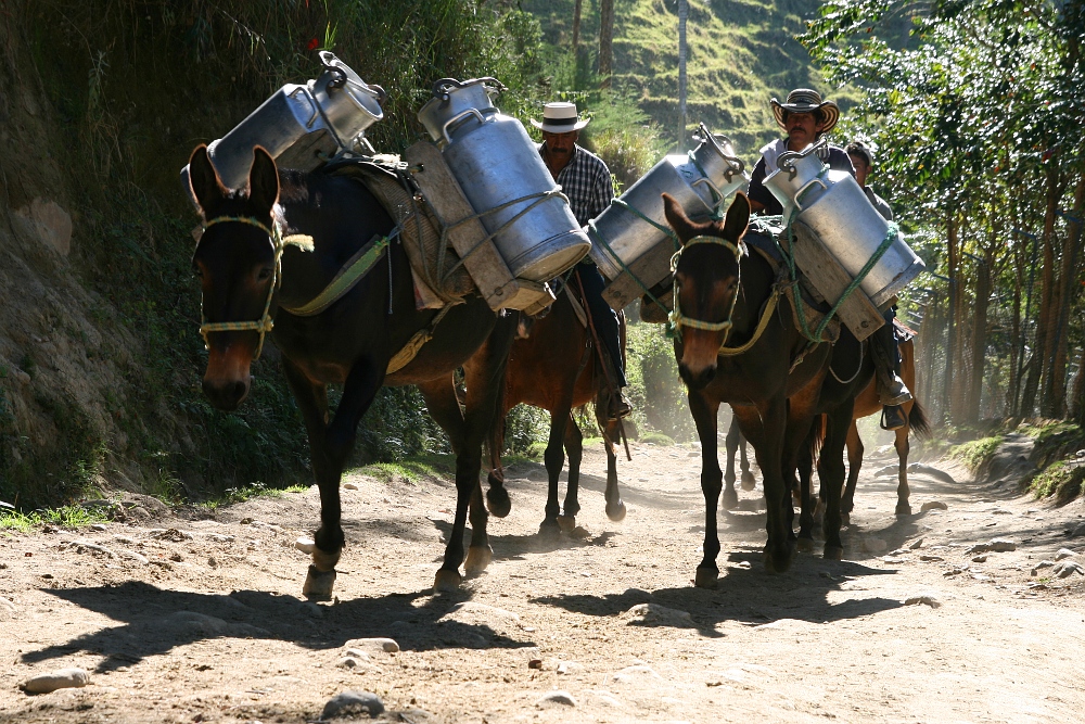 Mulis, Milch, Männer