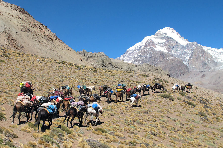 Mulis vor Aconcagua